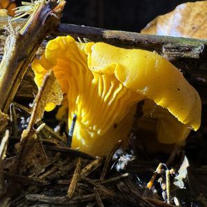 Chanterelle, Common