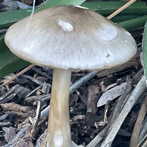 Unknown Species