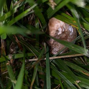 Unknown Species