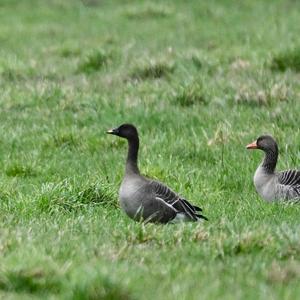 Bean Goose