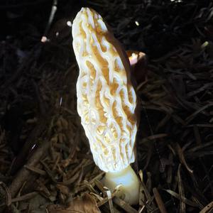 Black Morel