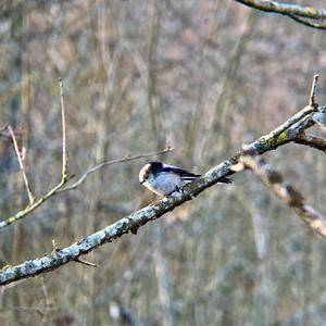 Long-tailed Tit