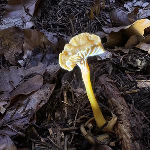 Trumpet Chanterelle