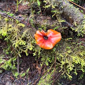 Unknown Species
