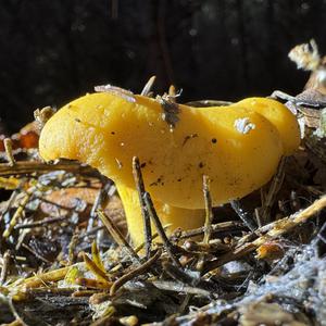 Chanterelle, Common