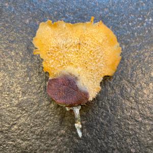 Unknown Species