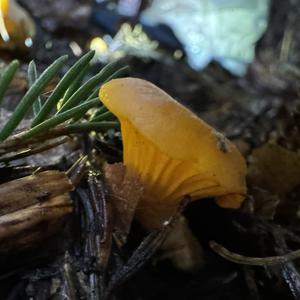 Chanterelle, Common