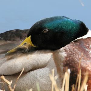 Mallard