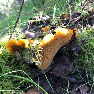 Chanterelle, Common