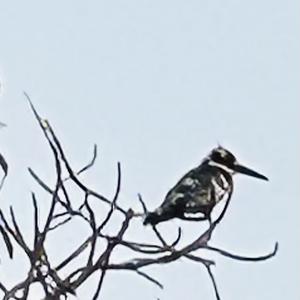 Pied Kingfisher