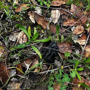 Unknown Species