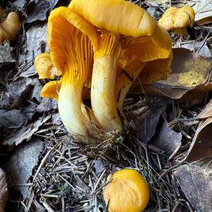 Chanterelle, Common