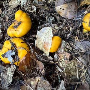 Chanterelle, Common