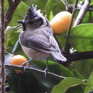 Crested Tit