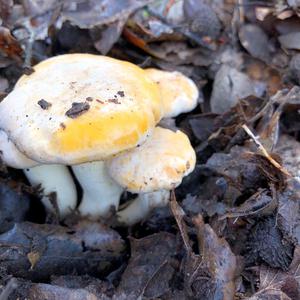 Chanterelle, Common