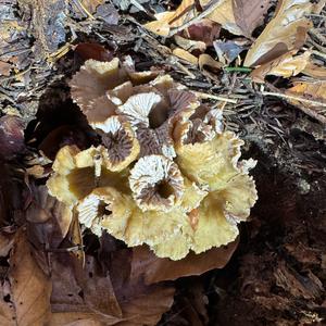 Trumpet Chanterelle