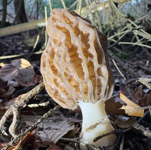 Black Morel