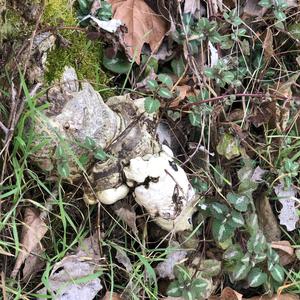 Tinder Polypore