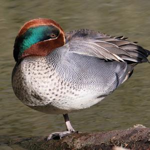 Common Teal