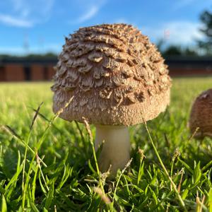 Unknown Species