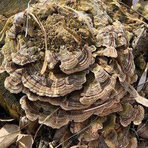 Turkey-tail