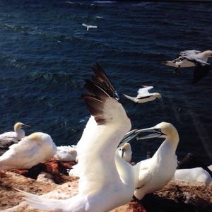 Northern Gannet