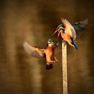 Common Kingfisher