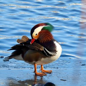 Mandarin Duck