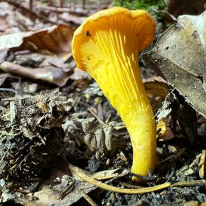 Chanterelle, Common