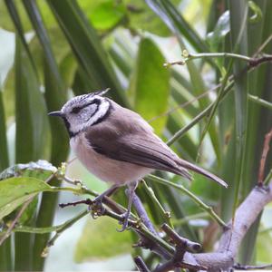 Crested Tit