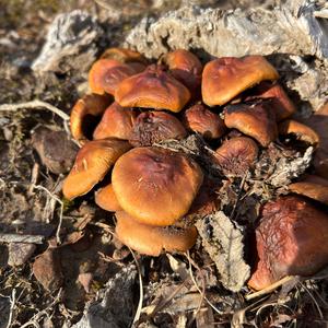 Unknown Species