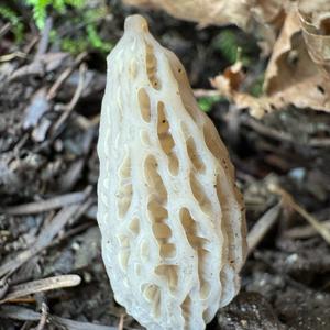 Black Morel