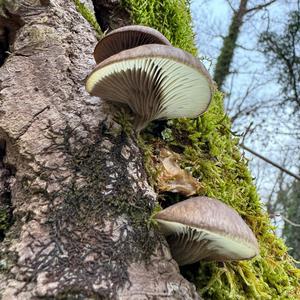 Oyster Mushroom