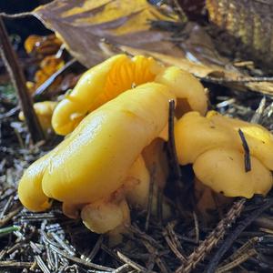 Chanterelle, Common