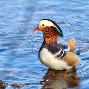 Mandarin Duck