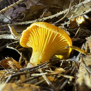 Chanterelle, Common