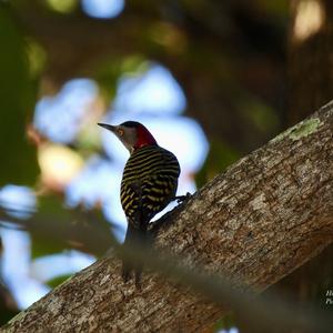 Hispaniolan Woodpecker