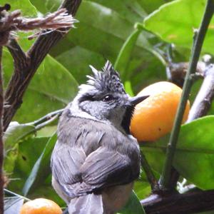 Crested Tit