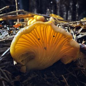 Chanterelle, Common