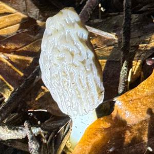 Black Morel