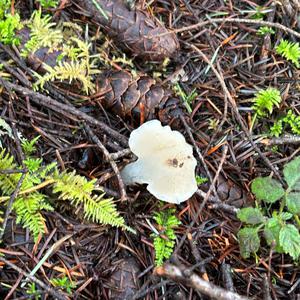 Unknown Species