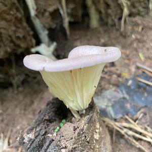 Unknown Species