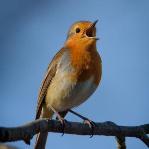 European Robin