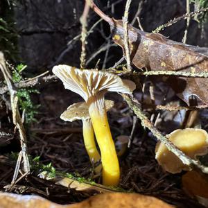 Trumpet Chanterelle