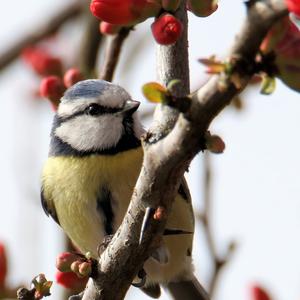 Blue Tit