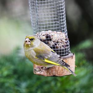 European Greenfinch