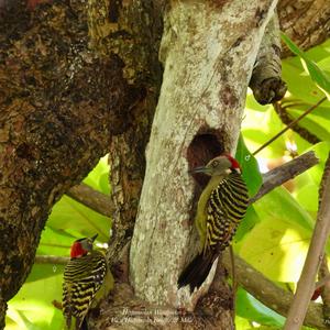 Hispaniolan Woodpecker