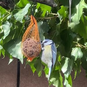 Great Tit