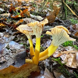 Trumpet Chanterelle