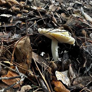 Unknown Species